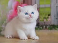 Kar Gibi Beyaz Silver British Shorthair 