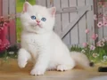 Kar Gibi Beyaz Silver British Shorthair 