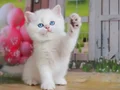 Kar Gibi Beyaz Silver British Shorthair 