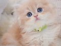 Golden Yeleli  British Longhair 