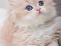 Golden Yeleli British Longhair 