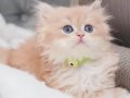 Golden Yeleli British Longhair 
