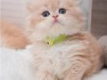 Golden Yeleli British Longhair 