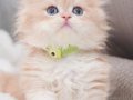 Golden Yeleli British Longhair 