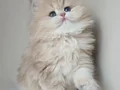 Dünya Güzeli AY Golden British Longhair 