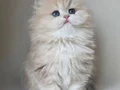 Dünya Güzeli AY Golden British Longhair 