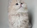 Dünya Güzeli AY Golden British Longhair 