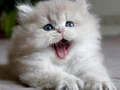 Neşe Topu Golden British Longhair 