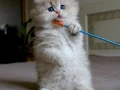 Neşe Topu Golden British Longhair 