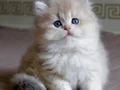 Neşe Topu Golden British Longhair 