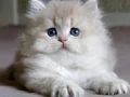 Neşe Topu Golden British Longhair 