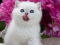 Kar Gibi Beyaz Silver British Shorthair NS1133