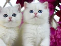 Kar Gibi Beyaz Silver British Shorthair NS1133