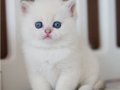 En Saf Beyaz Silver British Shorthair NS1133