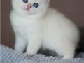En Saf Beyaz Silver British Shorthair NS1133