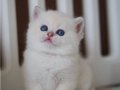En Saf Beyaz Silver British Shorthair NS1133
