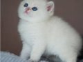 En Saf Beyaz Silver British Shorthair NS1133