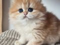 Orjinal Safkan Golden British Longhair 