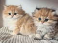 Orjinal Safkan Golden British Longhair 