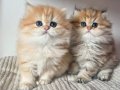 Orjinal Safkan Golden British Longhair 
