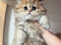 Orjinal Safkan Golden British Longhair 