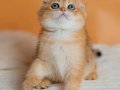 Altın Portakal Golden Scottish Fold 
