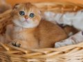 Altın Portakal Golden Scottish Fold 