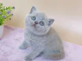 Masum Bebeğim Lilac British Shorthair 