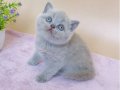 Masum Bebeğim Lilac British Shorthair 