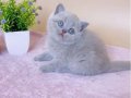 Masum Bebeğim Lilac British Shorthair 
