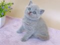 Masum Bebeğim Lilac British Shorthair 