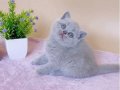 Masum Bebeğim Lilac British Shorthair 