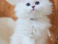 İpeksi Tüylü Silver British Longhair 