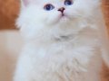 İpeksi Tüylü Silver British Longhair 