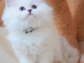 İpeksi Tüylü Silver British Longhair 