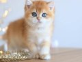 Manken gibi Golden British Shorthair 