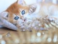 Manken gibi Golden British Shorthair 