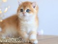 Manken gibi Golden British Shorthair 