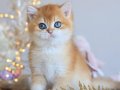 Manken gibi Golden British Shorthair 