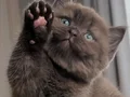 Bitter Çikolata British Shorthair 
