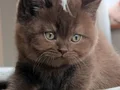 Bitter Çikolata British Shorthair 