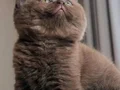 Bitter Çikolata British Shorthair 