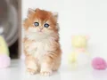 Altın Parlaklığında Golden British Longhair 