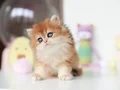 Altın Parlaklığında Golden British Longhair 