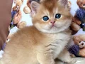 Masum Bebeğim Golden British Shorthair 