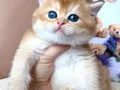 Masum Bebeğim Golden British Shorthair 