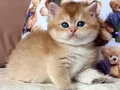 Masum Bebeğim Golden British Shorthair 
