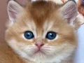 Masum Bebeğim Golden British Shorthair 