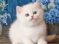 En Saf Beyaz Silver British Shorthair ns1133