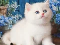 En Saf Beyaz Silver British Shorthair ns1133
